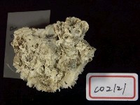 珊瑚化石藏品圖，第3張